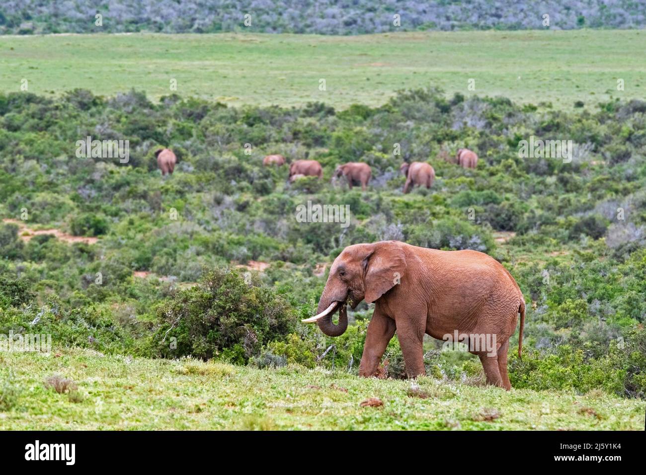 Mandria di elefanti della macchia africana (Loxodonta africana) che pascolano nel Parco Nazionale degli Elefanti di Addo vicino a Gqeberha, Provincia del Capo Orientale, Sudafrica Foto Stock