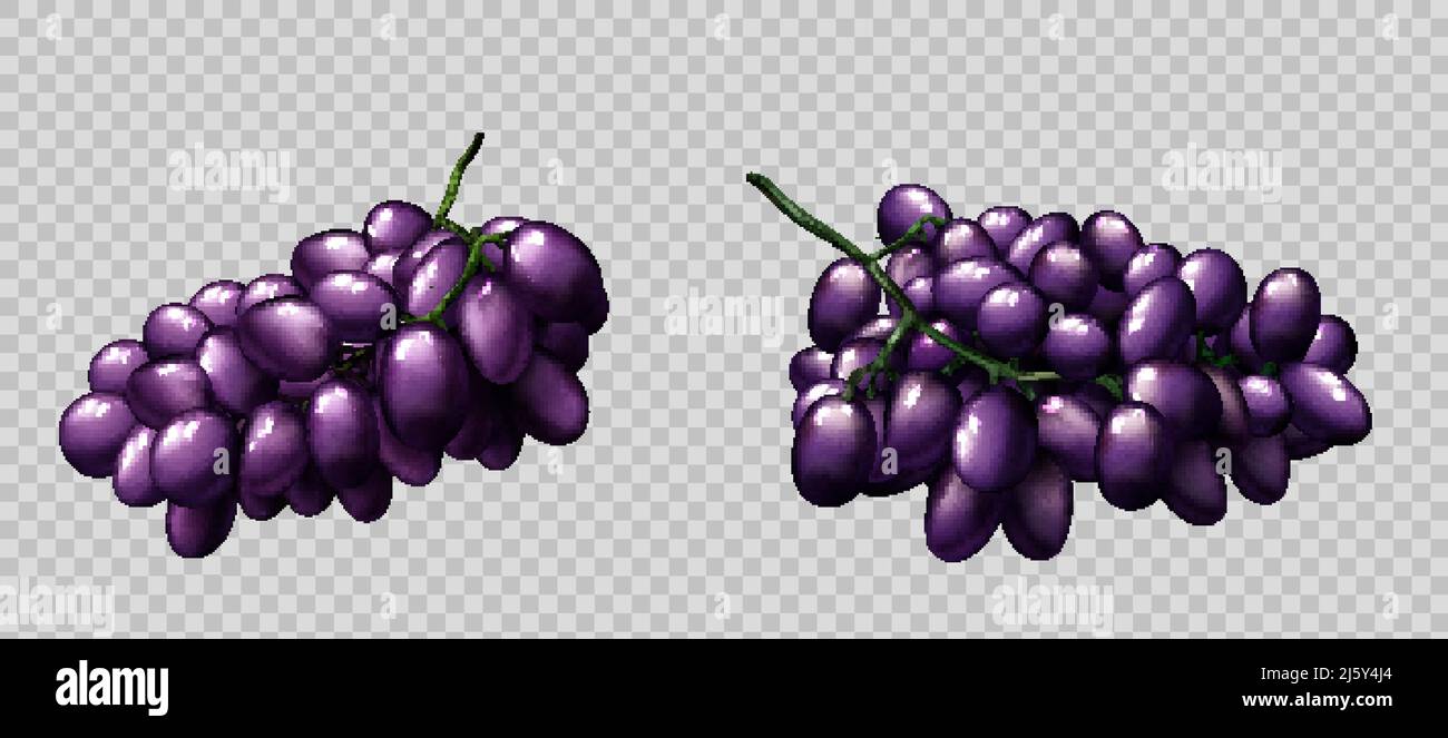 Set di grappoli d'uva realistici, bacche viola mature isolate su sfondo trasparente, elemento di design per succo di frutta naturale o pubblicità del vino o pa Illustrazione Vettoriale
