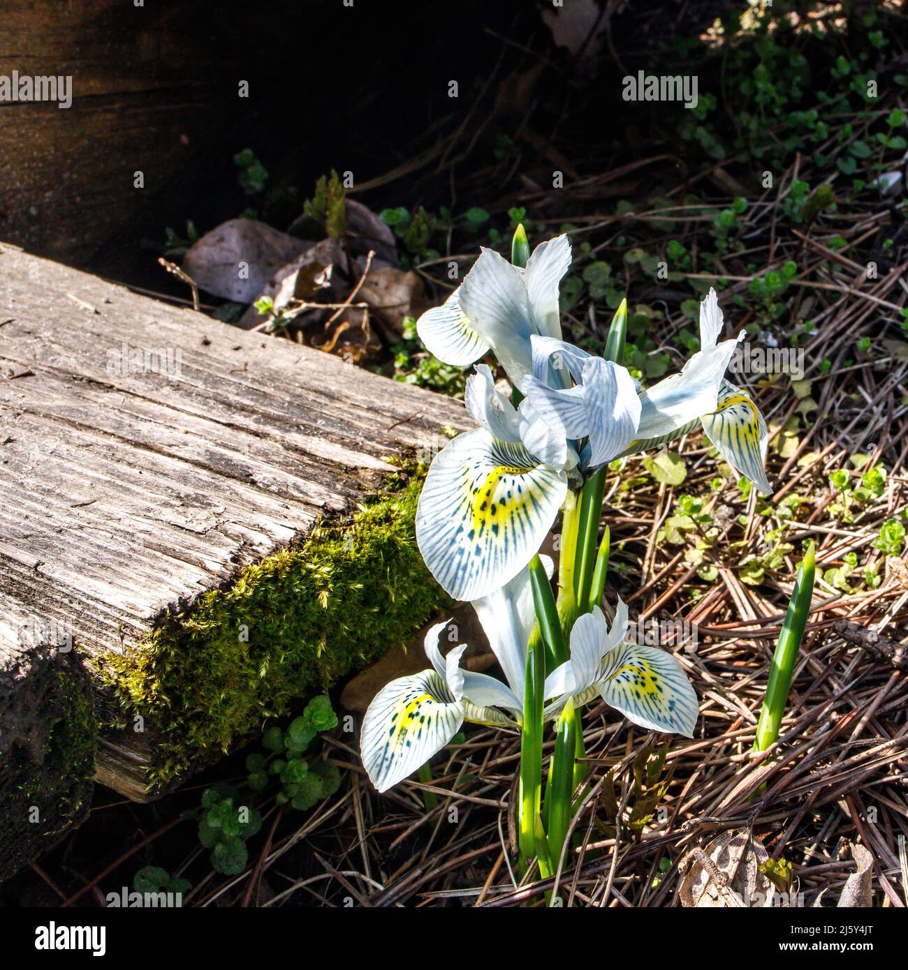 Iride algerina a strisce nel giardino Apotecario vicino a un gradino di legno Foto Stock