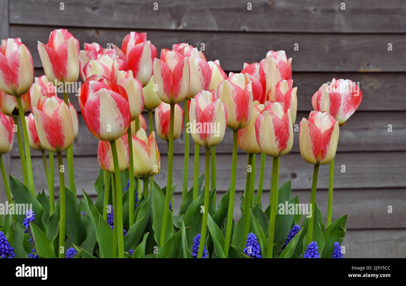 Tulipani rosa e bianco a strisce di primavera in piena fioritura Foto Stock