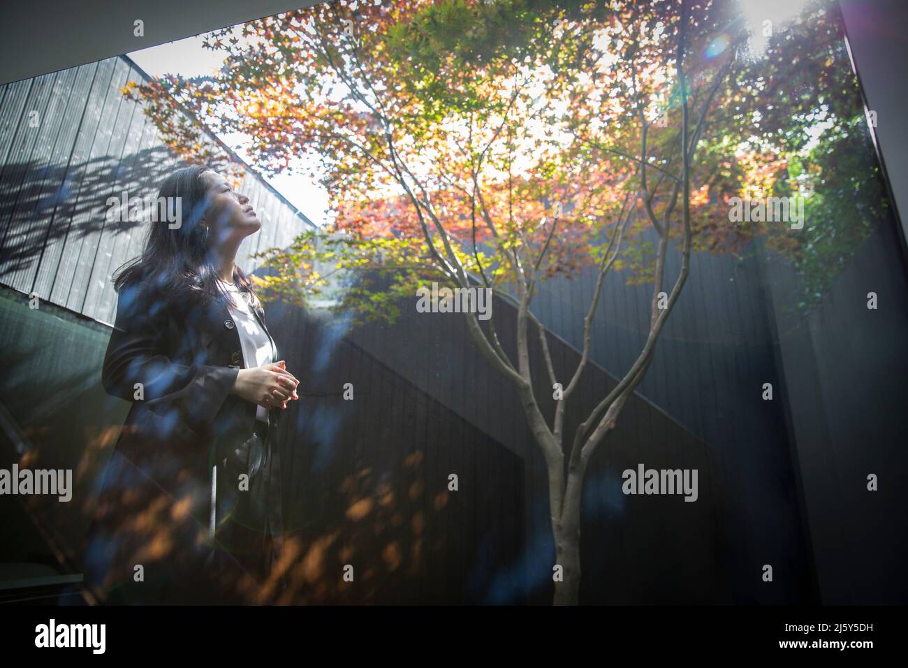 Donna d'affari pensierosa che guarda in su all'albero in cortile soleggiato Foto Stock