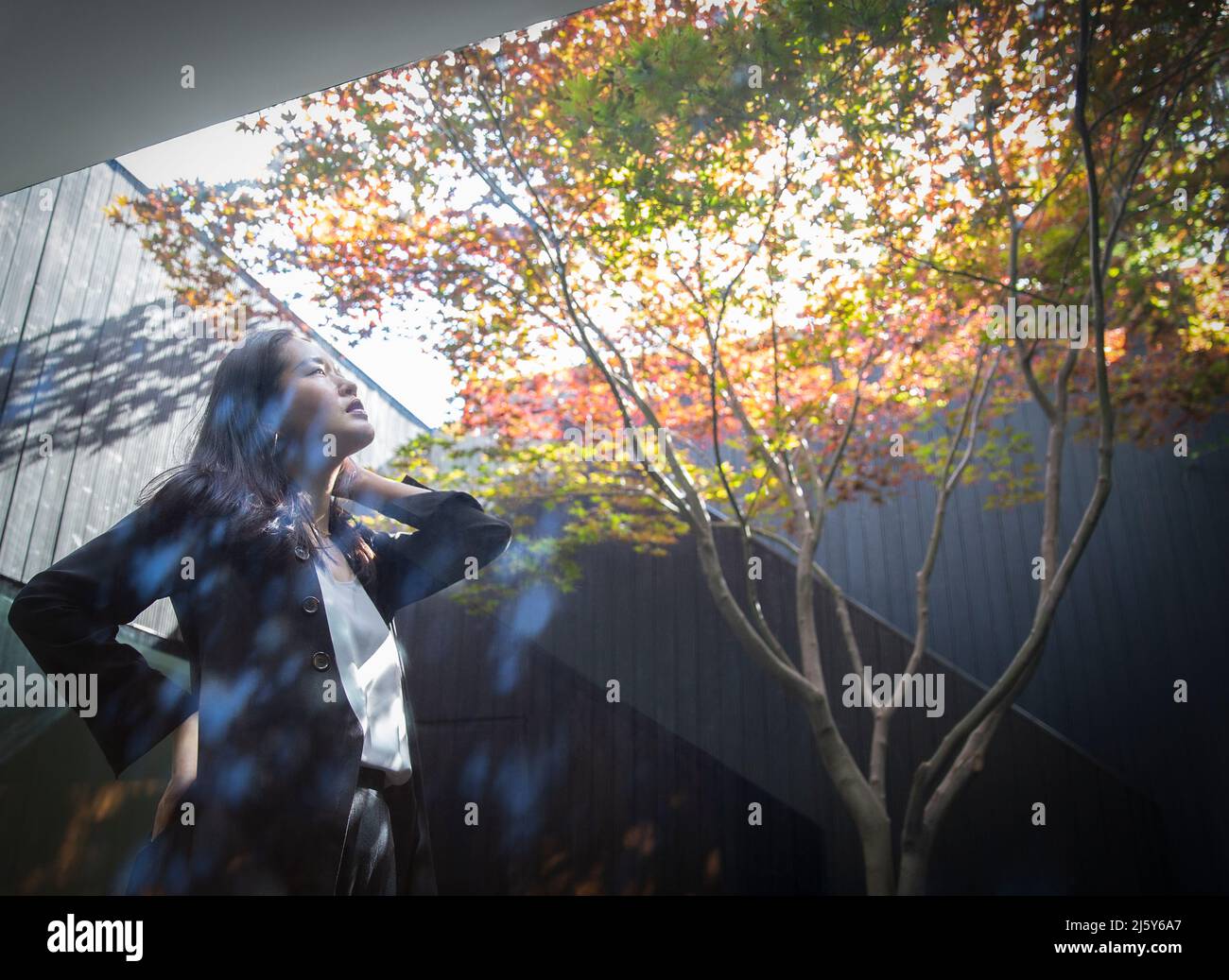 Donna pensierosa guardando l'albero in cortile soleggiato Foto Stock