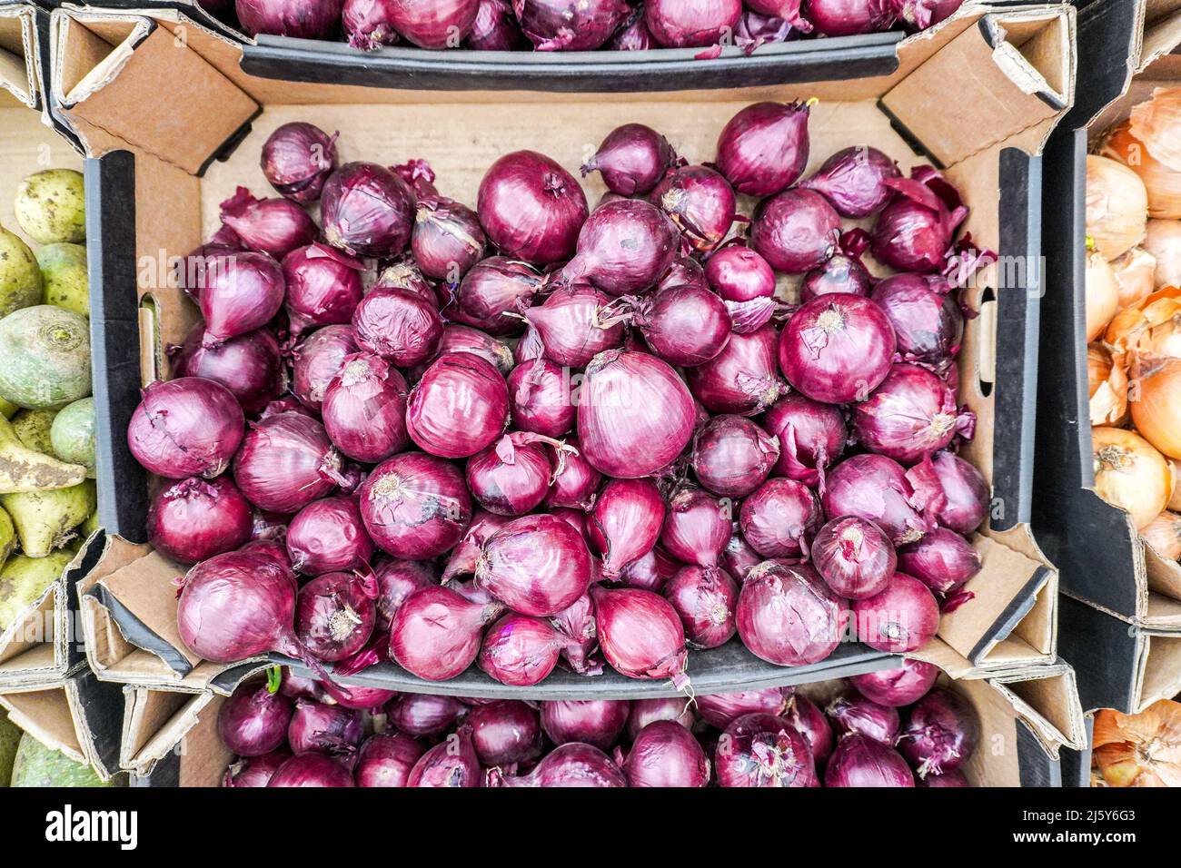 Cipolla rossa organica in scatola di cartone come sfondo Foto Stock