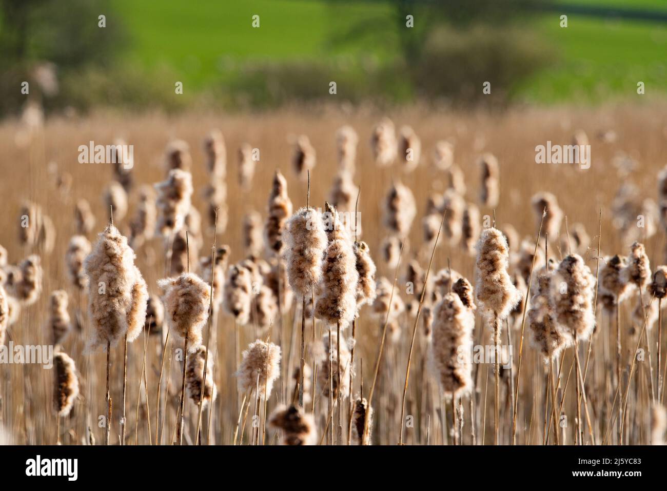 Bullrushes in inverno, Silverdale, Carnforth, Lancashire, Regno Unito Foto Stock
