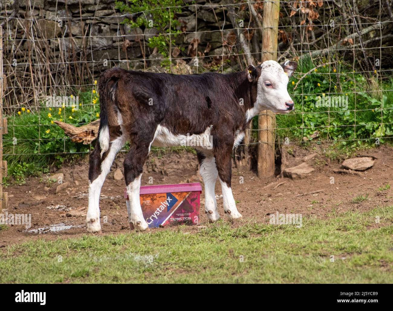 Un vitello da croce Hereford in un campo, Milnthorpe, Cumbria, Regno Unito Foto Stock