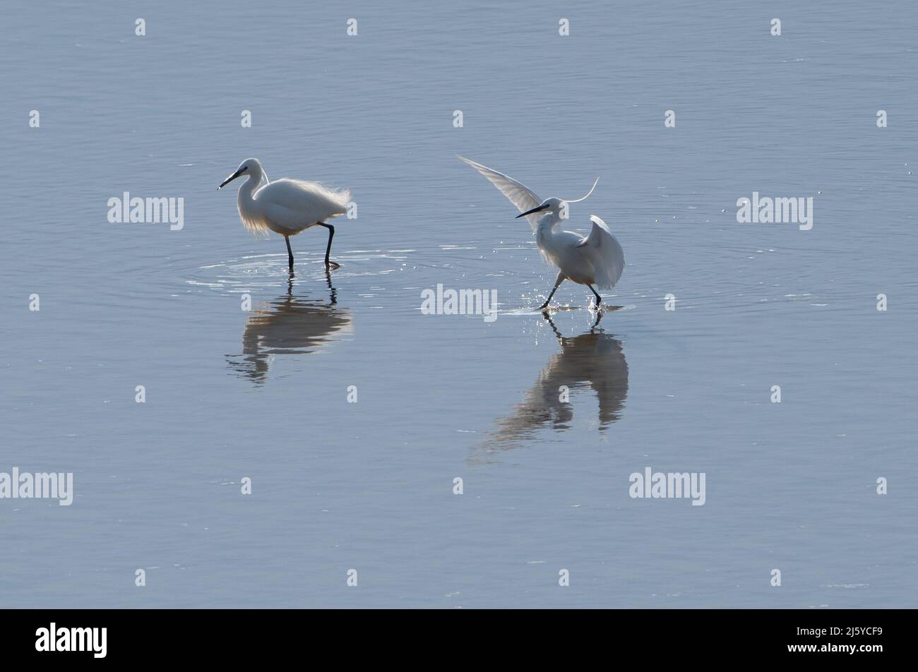 Piccole egrette, Arnside, Milnthorpe, Cumbria, Regno Unito Foto Stock