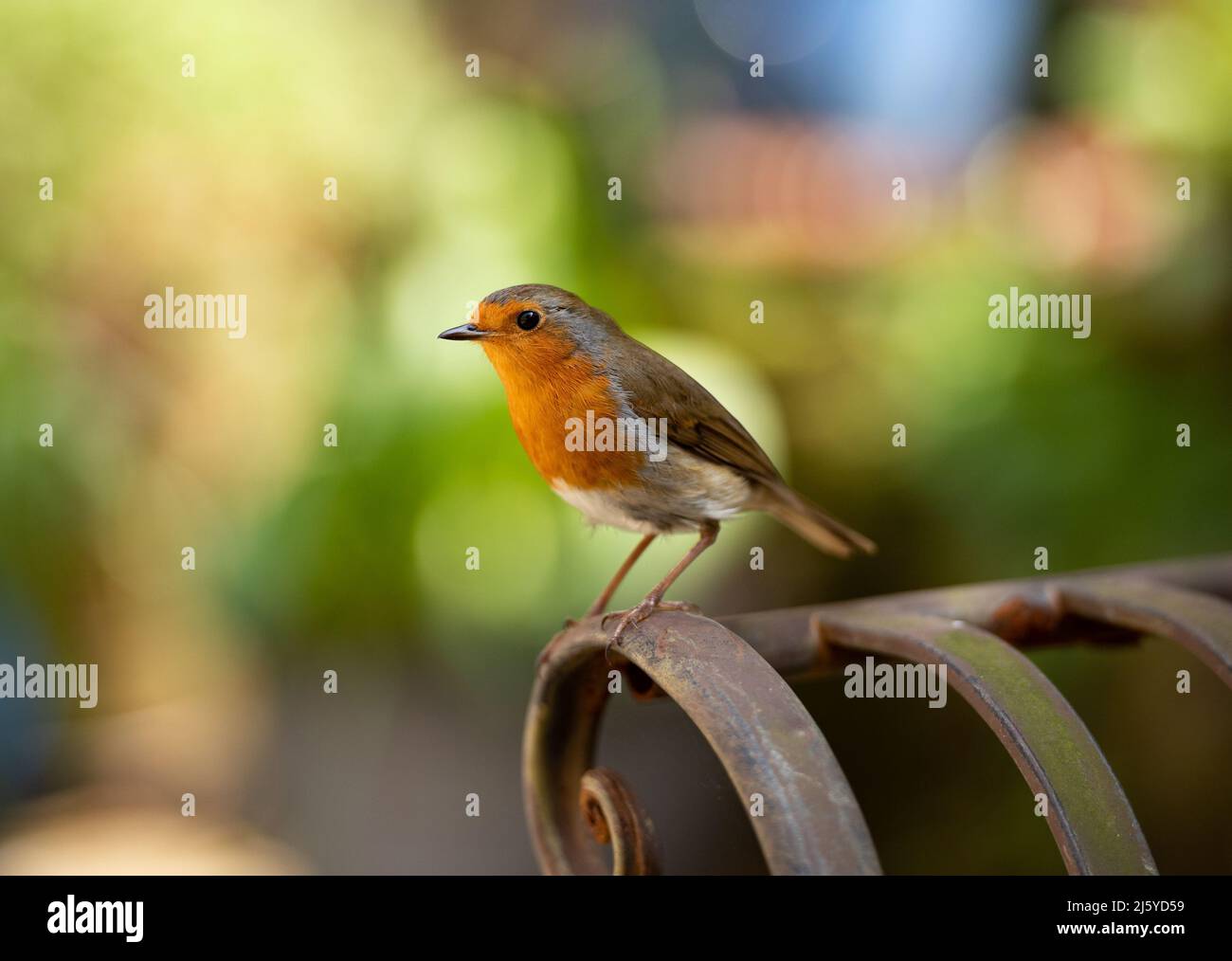 A Robin, Chipping, Preston, Lancashire, Regno Unito Foto Stock