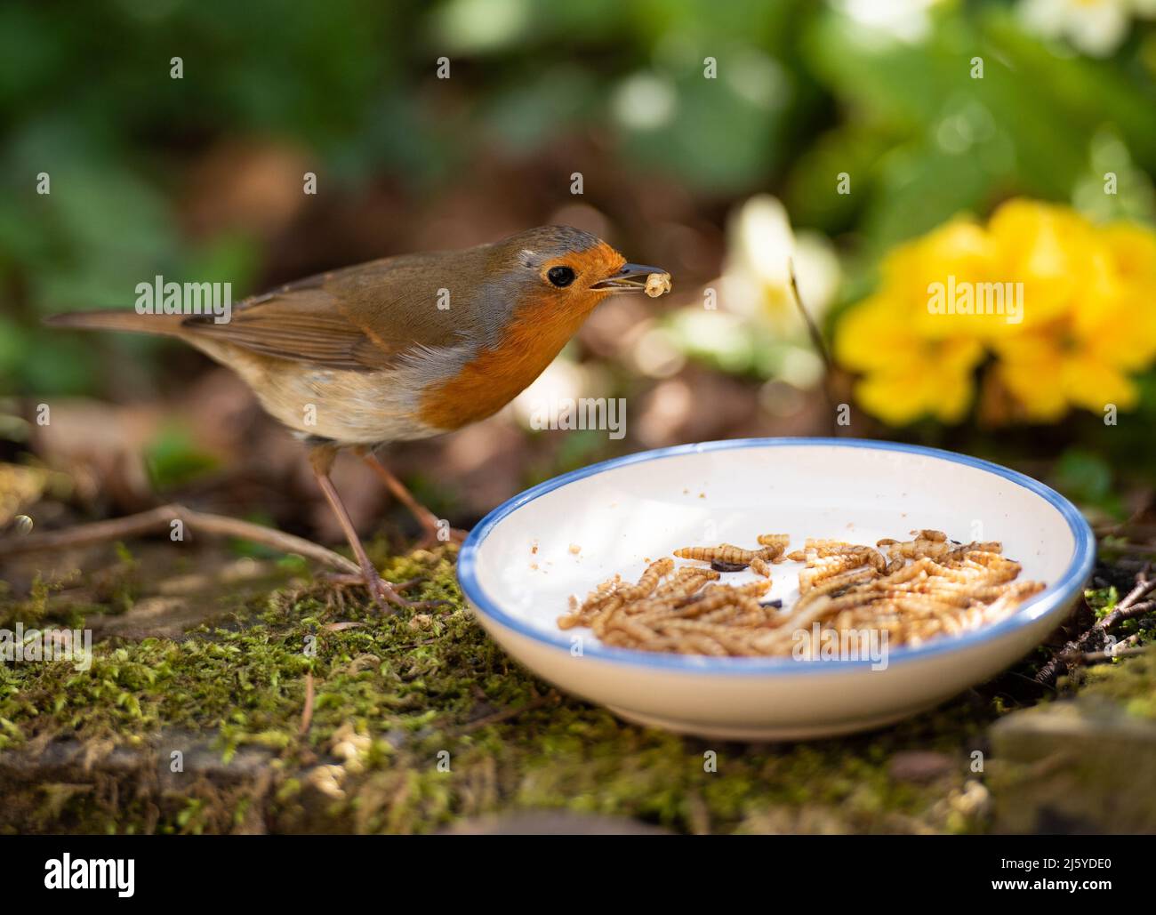Un Robin che mangia pollai secchi, Chipping, Preston, Lancashire, UK Foto Stock