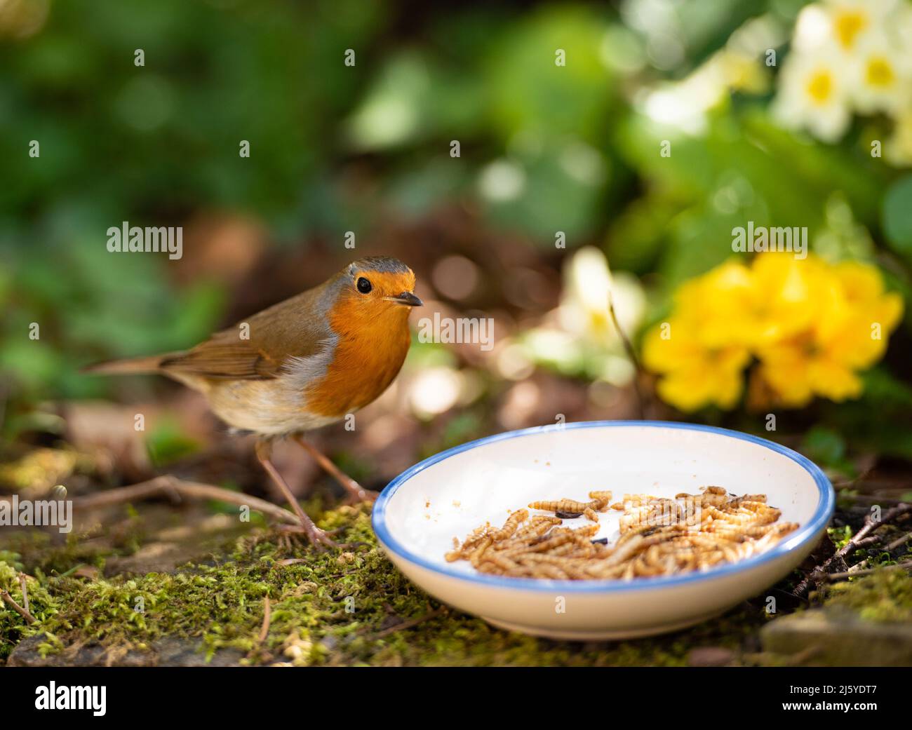Un Robin con pollai secchi, Chipping, Preston, Lancashire, UK Foto Stock