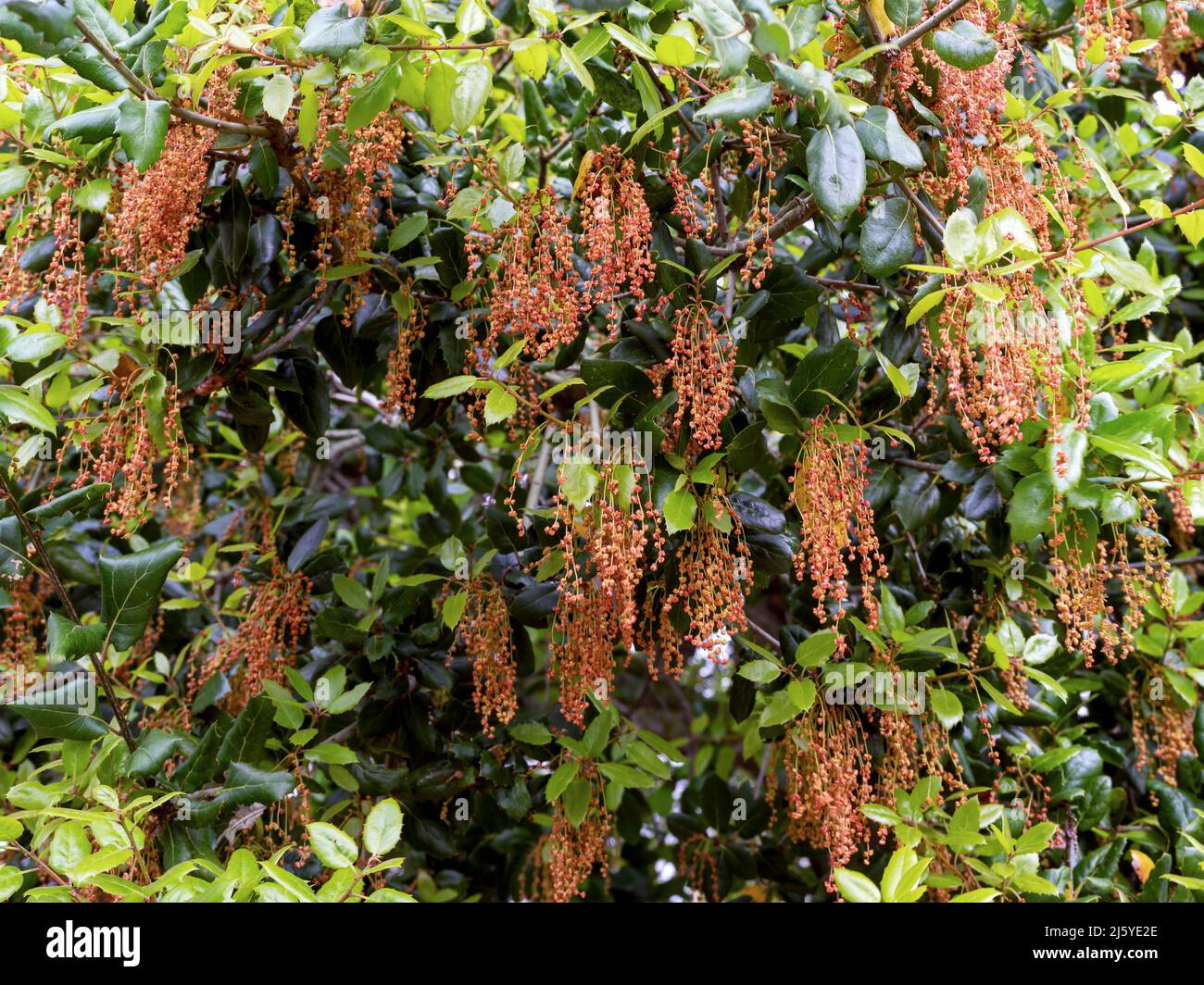 Fiori e foglie su un albero di quercia Holm Foto Stock