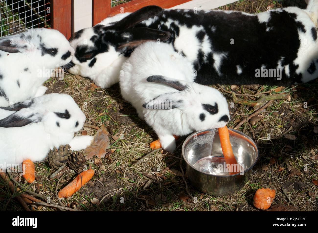 Un coniglio che mangia la carota. Bestiame e allevamento di animali. I conigli in bianco con i colori neri gnaws cibo. Foto Stock