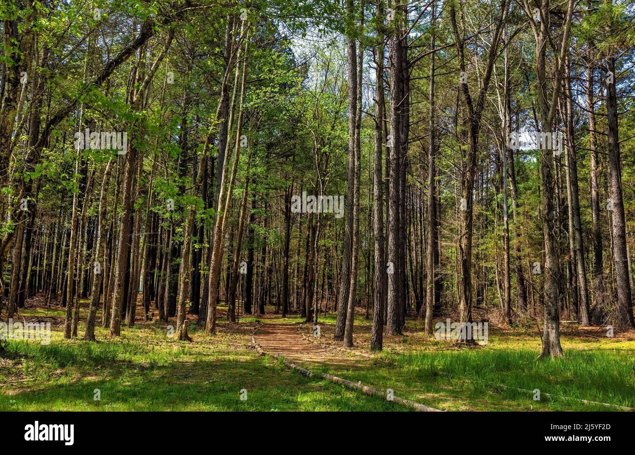 Foto di sfondo di un sentiero attraverso una foresta boscosa Foto Stock