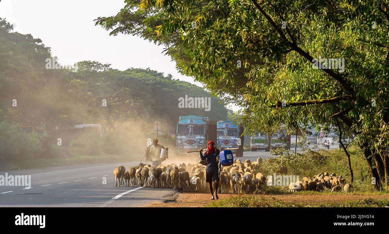 Kolkata, India, 28,2021 novembre: Pastore con le loro pecore sulla National Highway. Viene utilizzata la messa a fuoco selettiva. Foto Stock