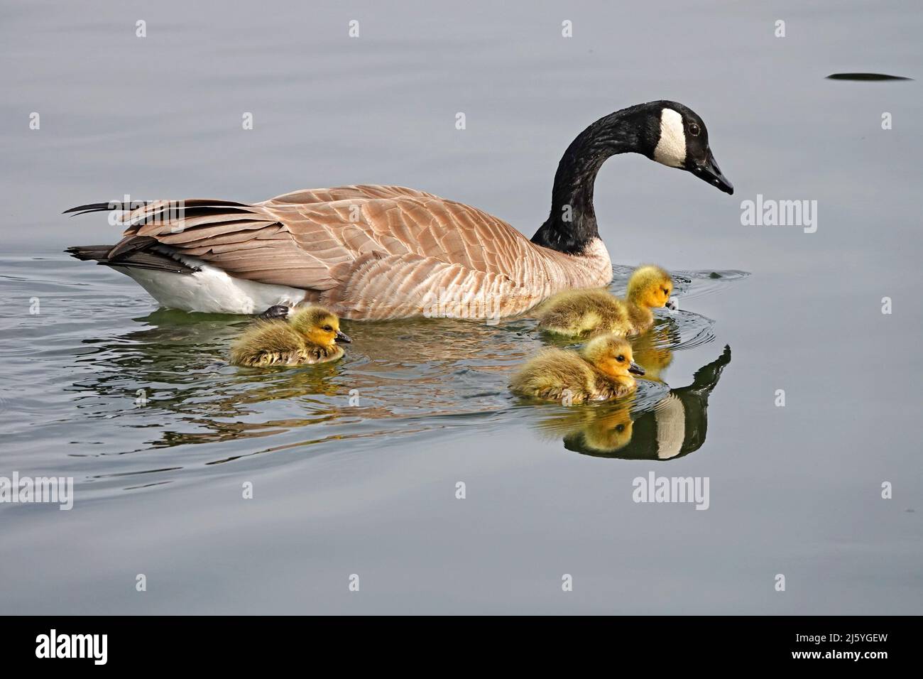 Il genitore canadese dell'oca ed i suoi nuovi goslings, sul fiume di Deschutes a Bend, Oregon. Foto Stock
