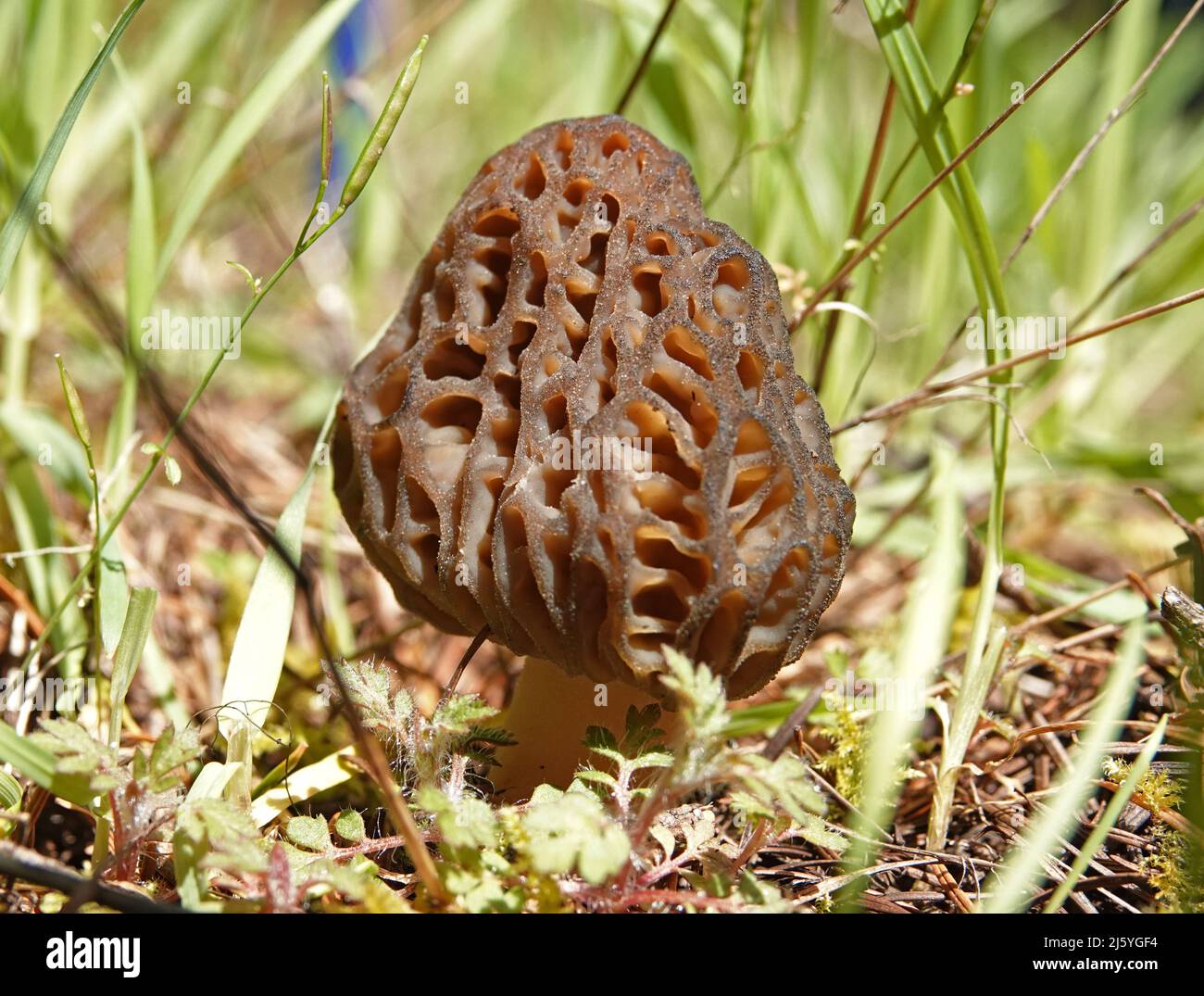 Un fungo morel uno dei funghi commestibili di scelta, che cresce in una foresta pluviale temperata nelle Cascade Mountains dell'Oregon. Foto Stock