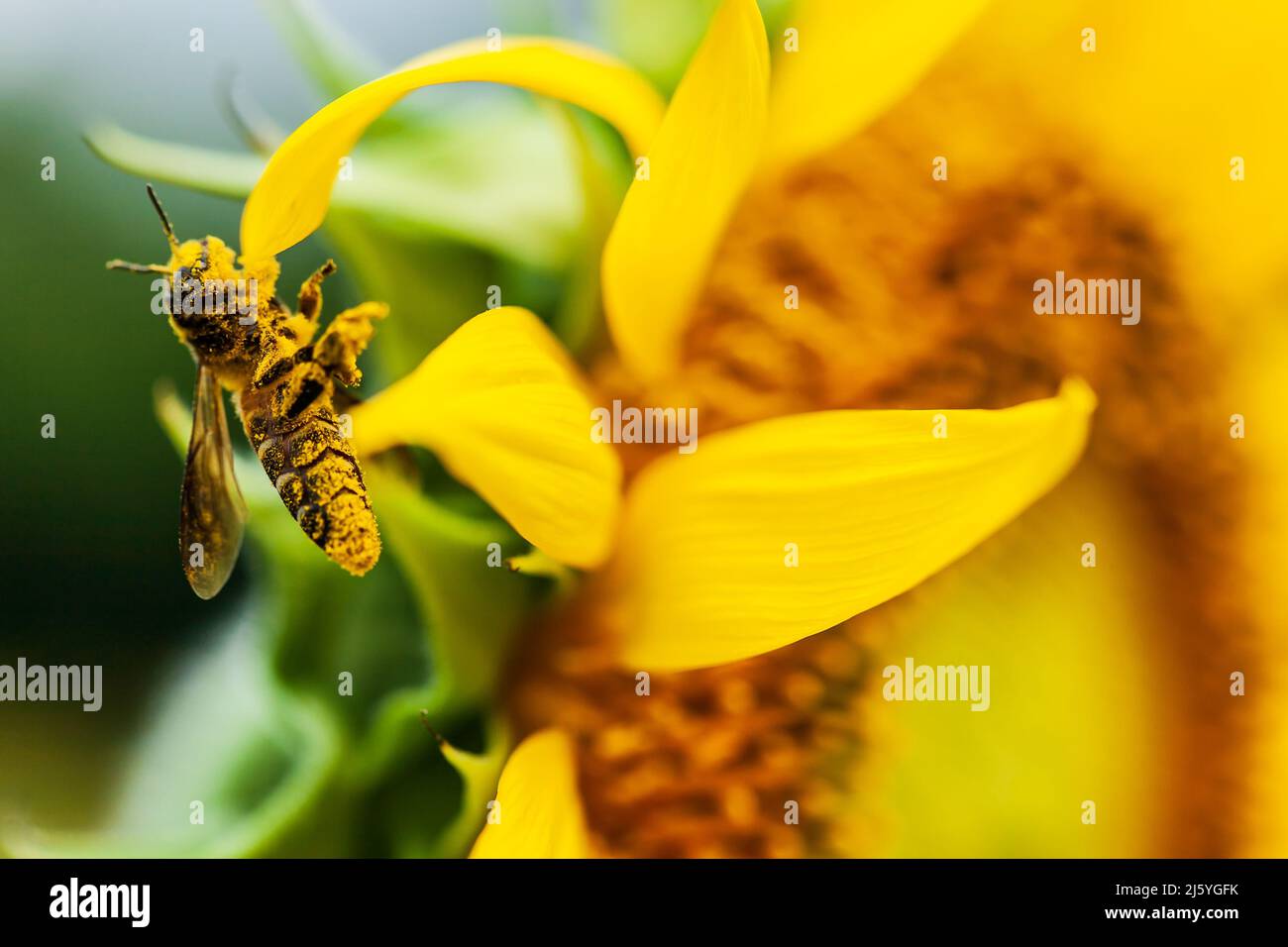 Primo piano di un'ape asiatica che raccoglie polline sul girasole giallo in primavera, un'ape di miele che riporta il polline giallo all'alveare. Foto Stock