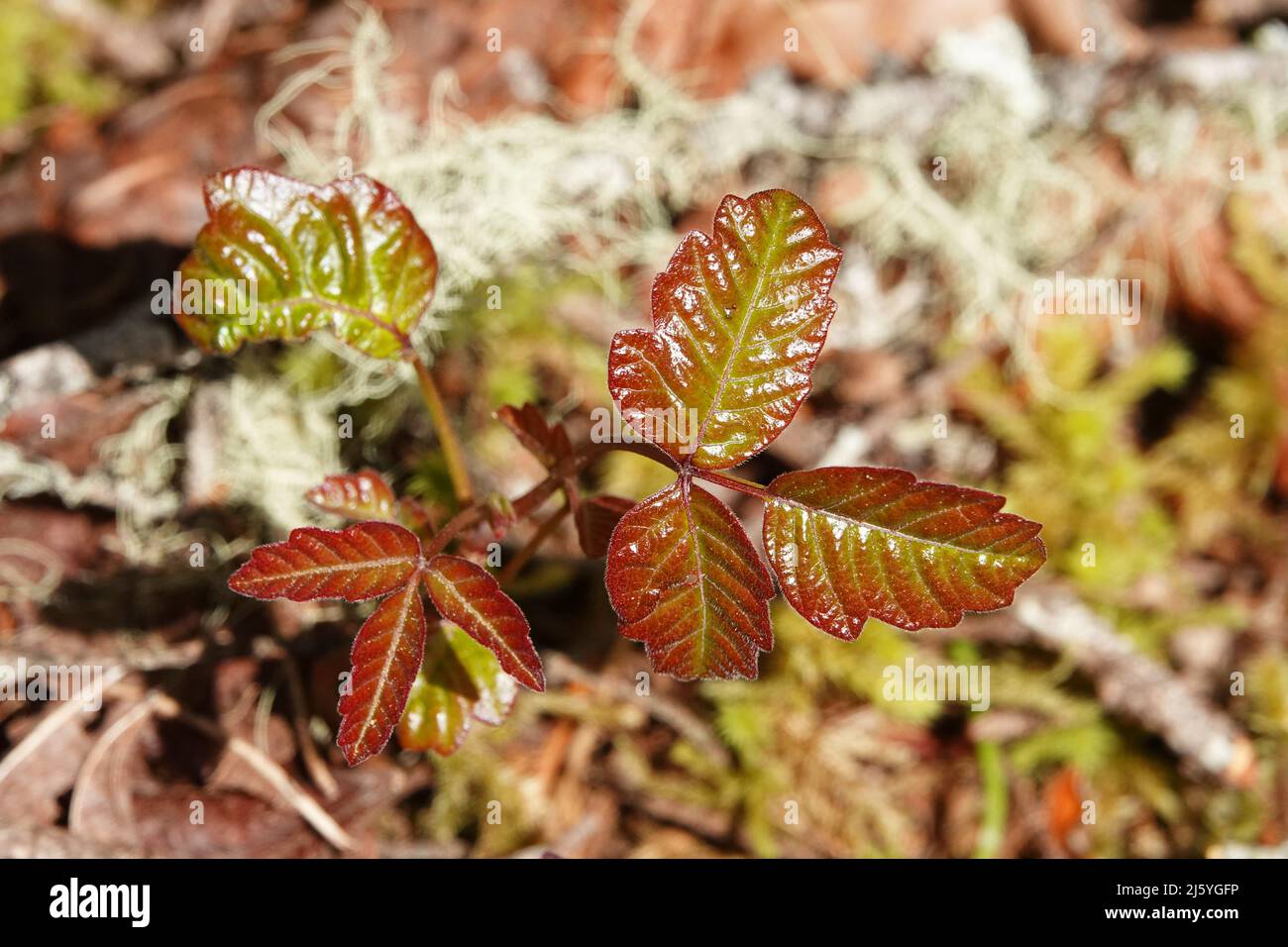 Le foglie verdi e rossastre del Pacifico, o occidentale, di quercia velenosa (Toxicodendron diverslobum), che crescono in una foresta pluviale temperata sul lato occidentale Foto Stock