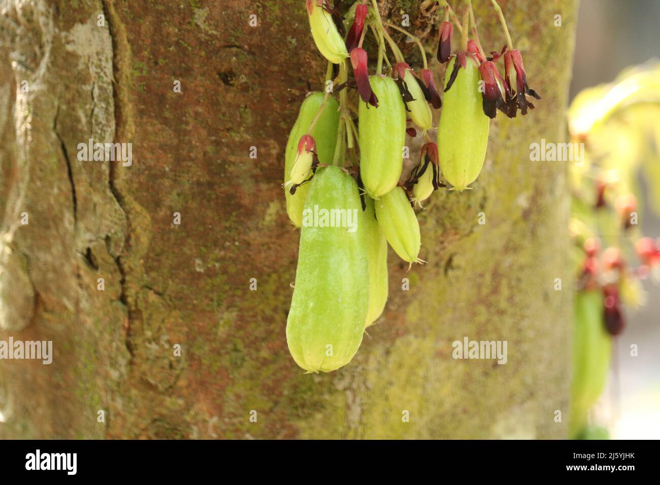 Averrhoa bilimbi frutta verde isolato, bilimbi frutti appesi sul suo albero uno sfondo. Foto Stock