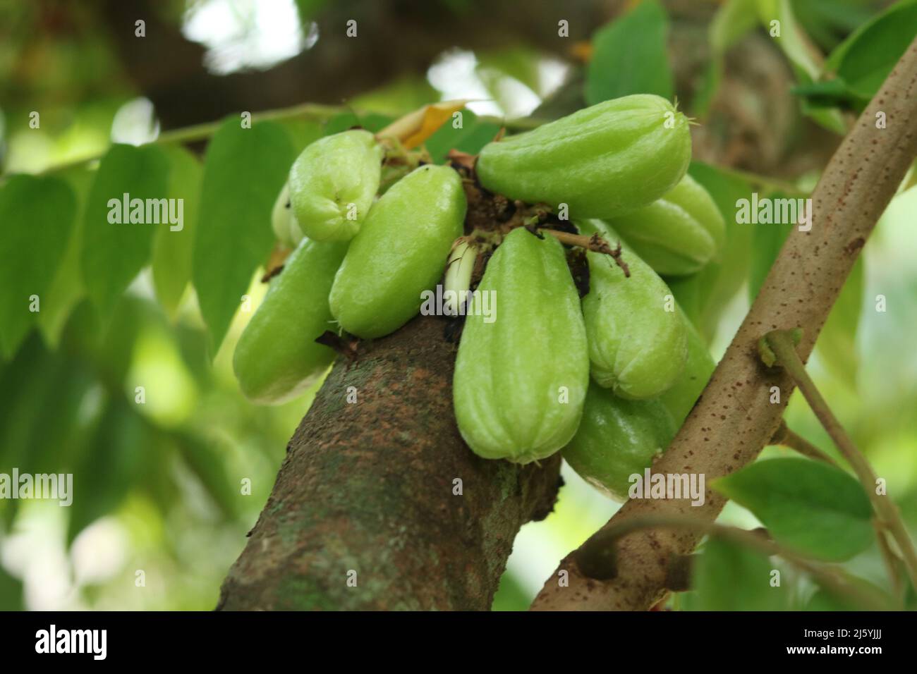 Averrhoa bilimbi frutta verde isolato, bilimbi frutti appesi sul suo albero uno sfondo. Foto Stock