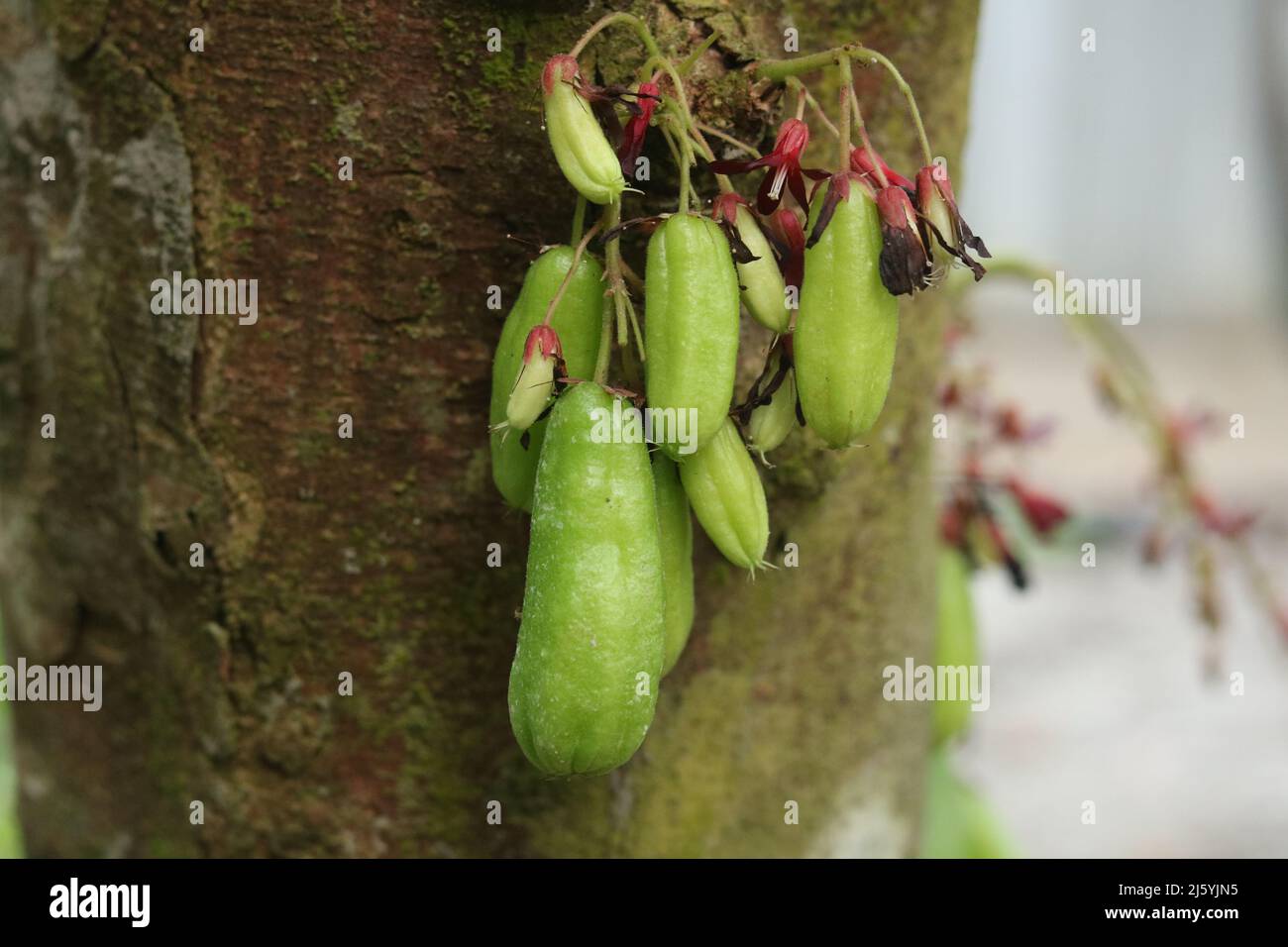 Averrhoa bilimbi frutta verde isolato, bilimbi frutti appesi sul suo albero uno sfondo. Foto Stock