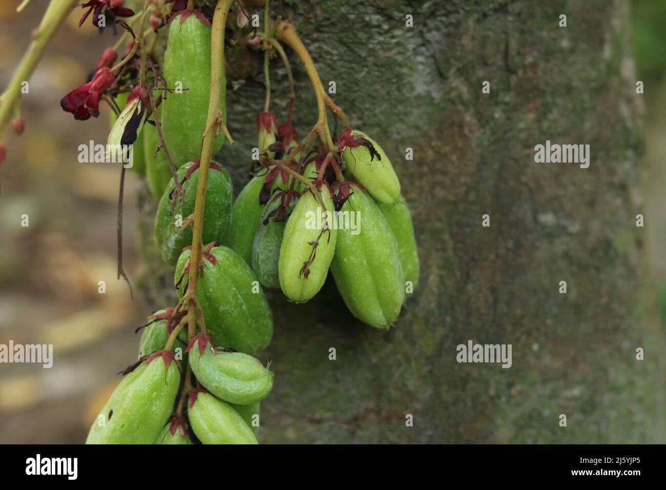 Averrhoa bilimbi frutta verde isolato, bilimbi frutti appesi sul suo albero uno sfondo. Foto Stock