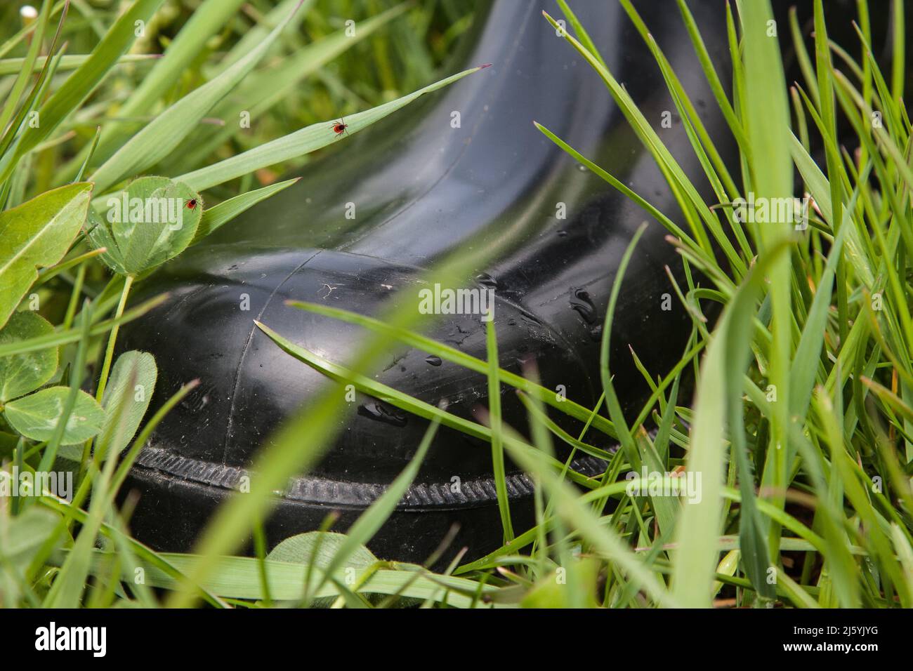 Indossare stivali di gomma quando si escursioni attraverso i prati e la natura, perché offrono una buona protezione contro le zecche che si aggirano ovunque nell'erba. Foto Stock