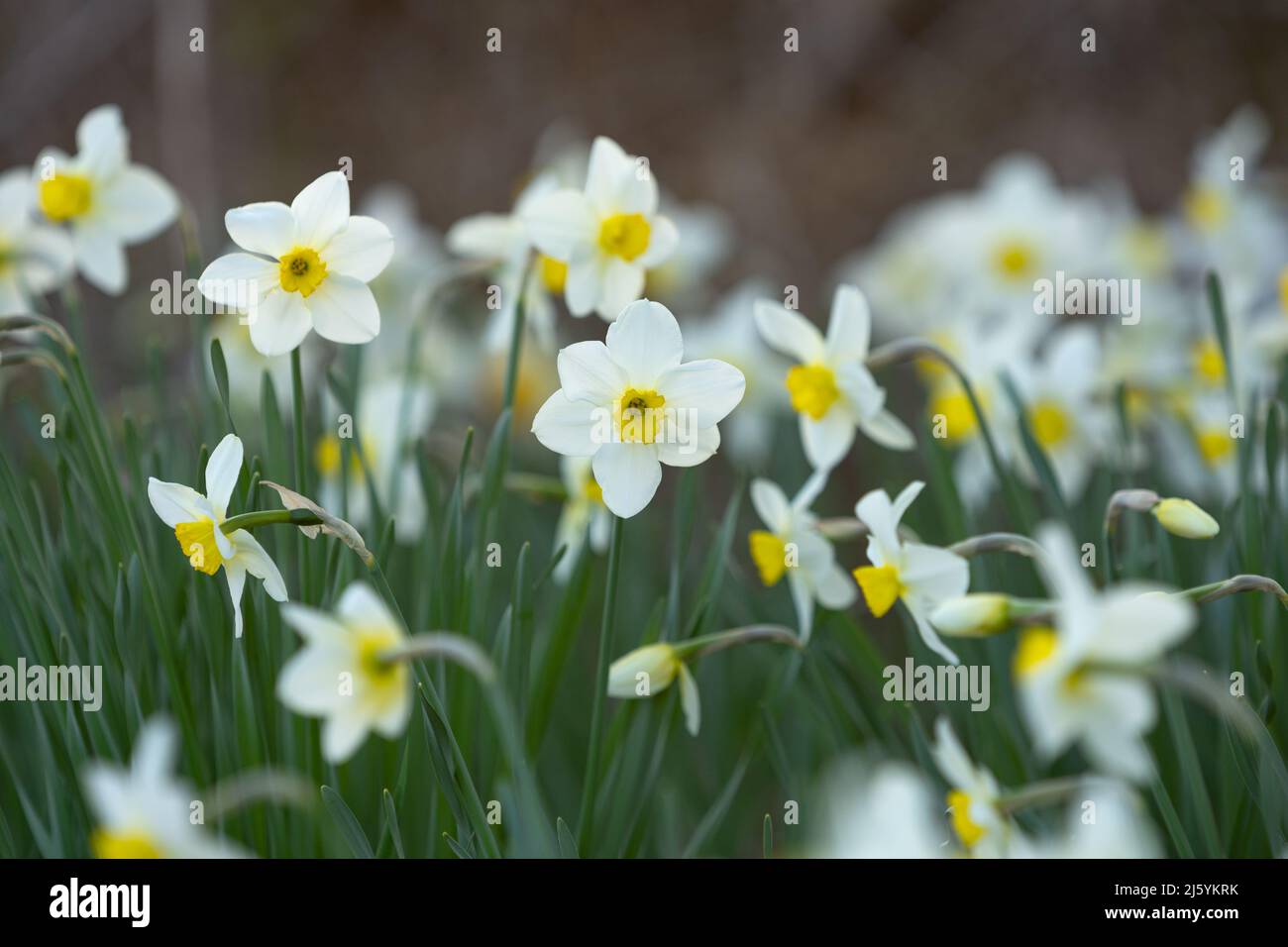 Fiori bianchi di naffodil che crescono su un aiuole Foto Stock
