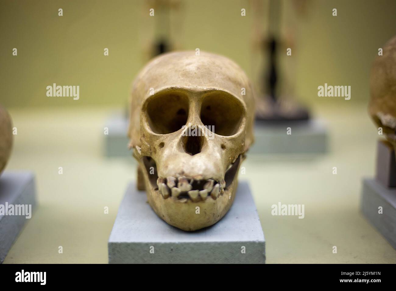 Cranio di una scimmia antica in un museo della natura Foto Stock