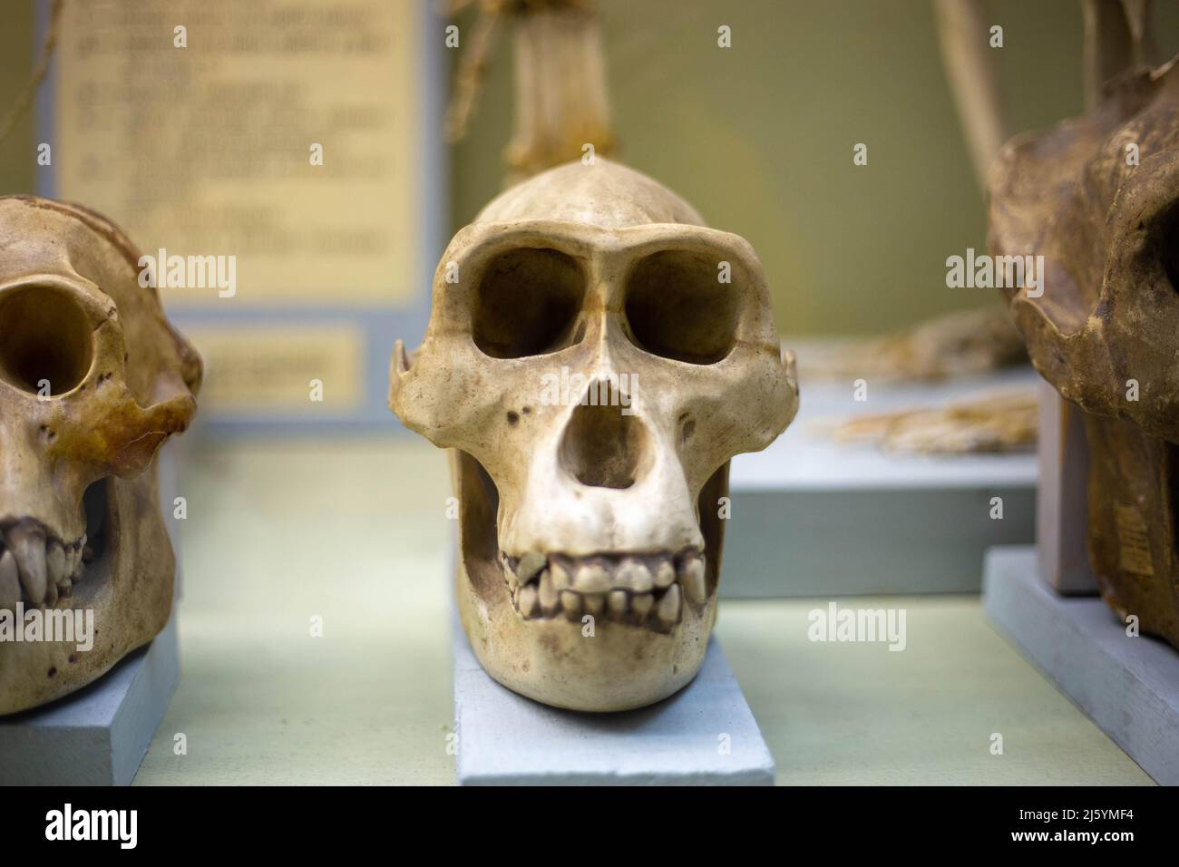 Cranio di una scimmia antica in un museo della natura Foto Stock