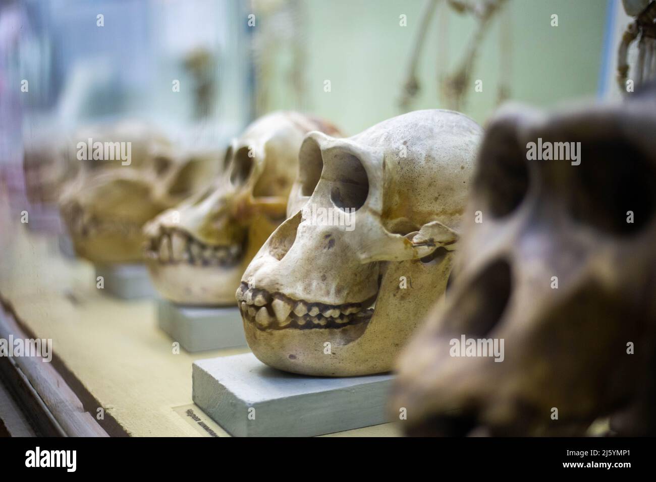 Cranio di una scimmia antica in un museo della natura Foto Stock