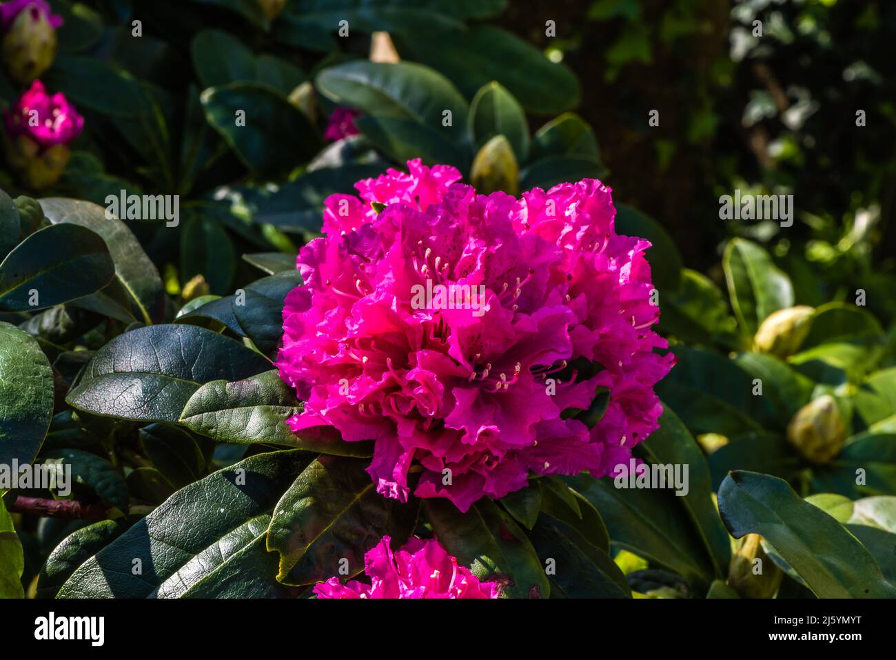 Rocket Rhodendron che cresce in un giardino di campagna. Foto Stock