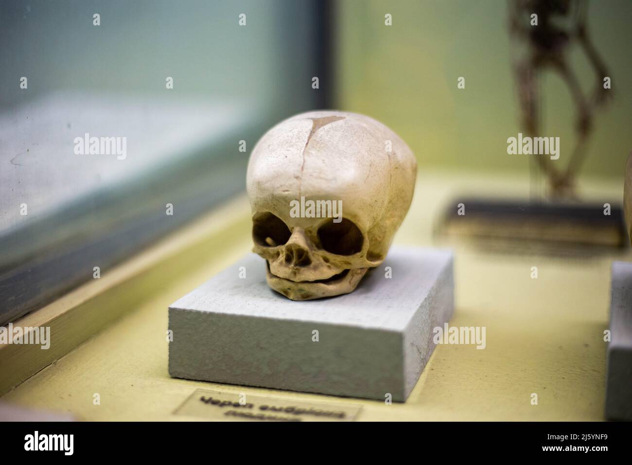 Cranio di una scimmia antica in un museo della natura Foto Stock