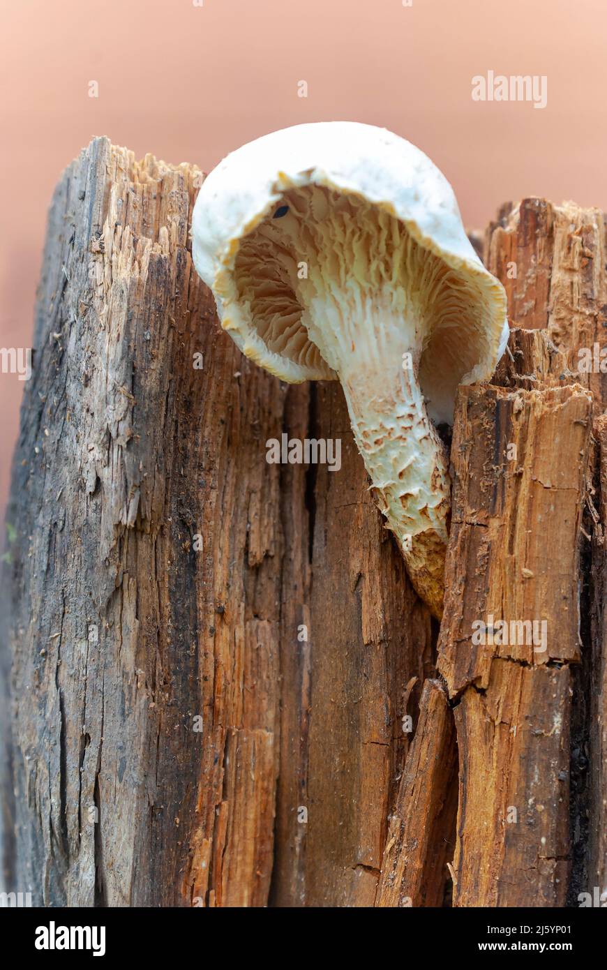 Fungo con cuccetta o dente di sega squamoso (Neolentinus lepídeus latino) Foto Stock