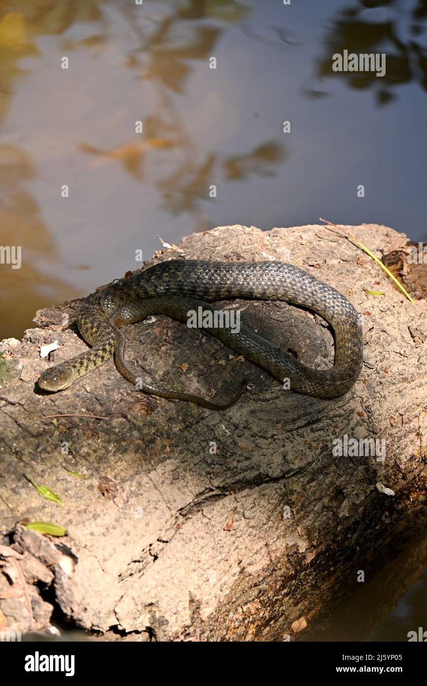 closeup il serpente nero marrone seduto sul legno secco sull'acqua e godere della natura morbido fuoco marrone sfondo naturale. Foto Stock