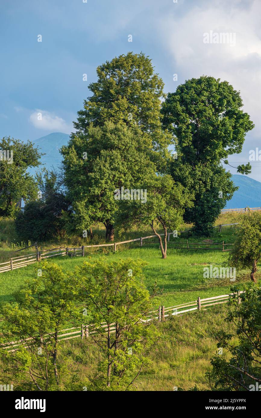 Pittoresca estate Carpazi montagna vista campagna, Ucraina Foto Stock