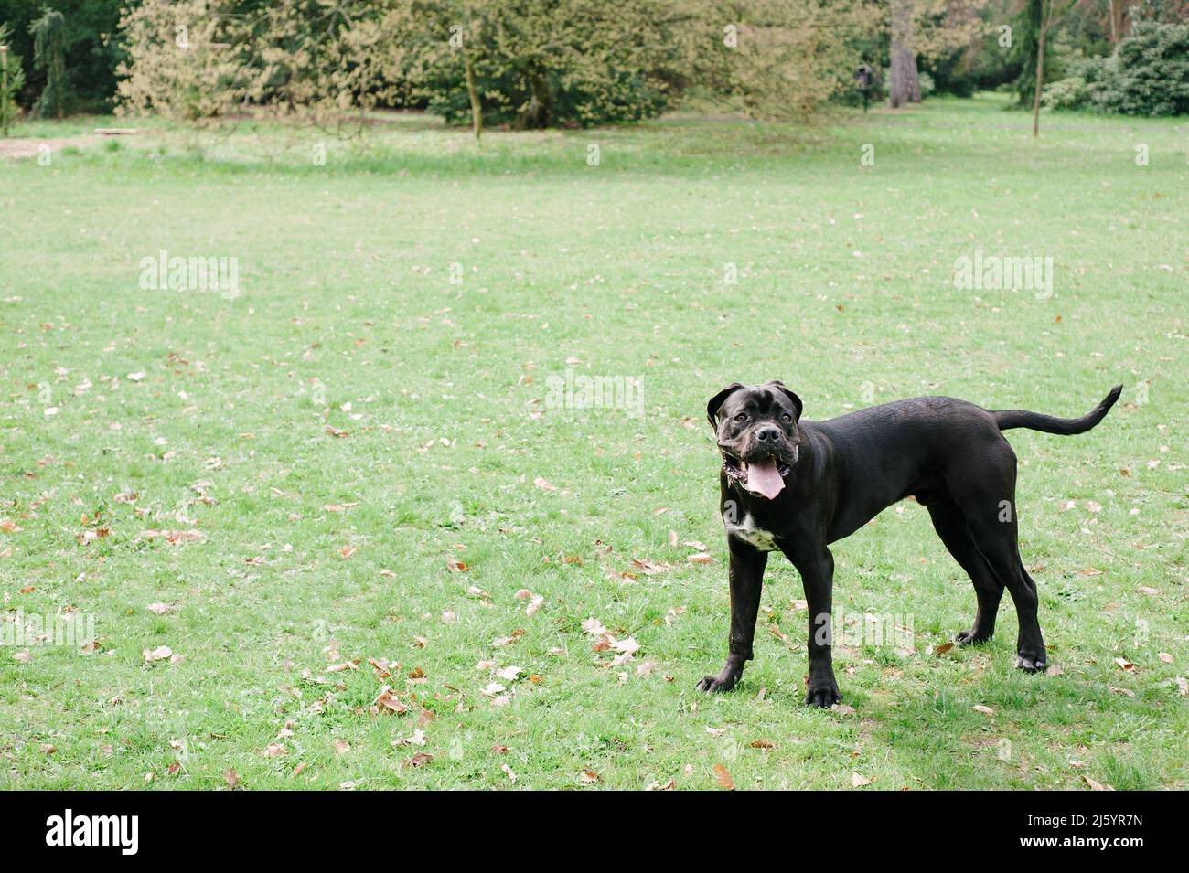 Giovane cane nero purebred in piedi sul prato verde. Corso di formazione di canna. Foto Stock