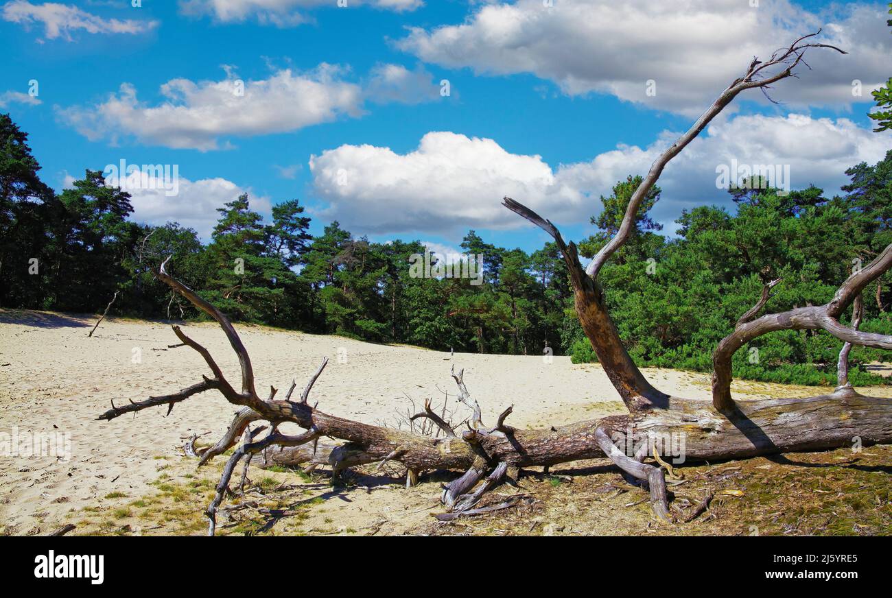 Paesaggio olandese panoramico con tronco di albero secco morto, veloce duna di sabbia, foresta di pini scotch, cielo blu nuvole soffici - Loonse und Drunense Duinen, Nether Foto Stock