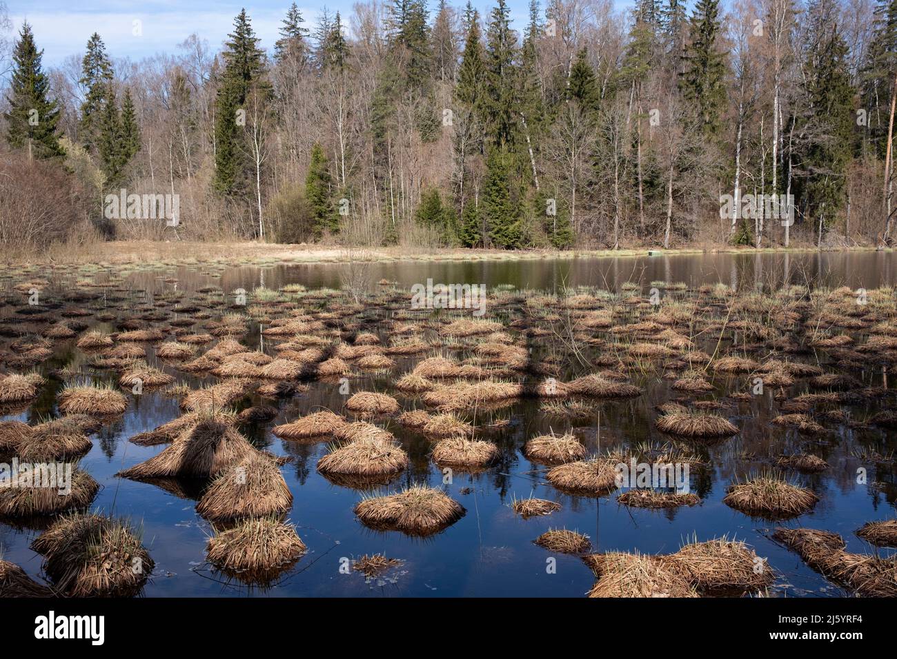 Le paludi si affacciano sul lago Mācītājmuižas nel Parco Naturale Talsu, nella parte settentrionale di Kurzeme, in Lettonia Foto Stock