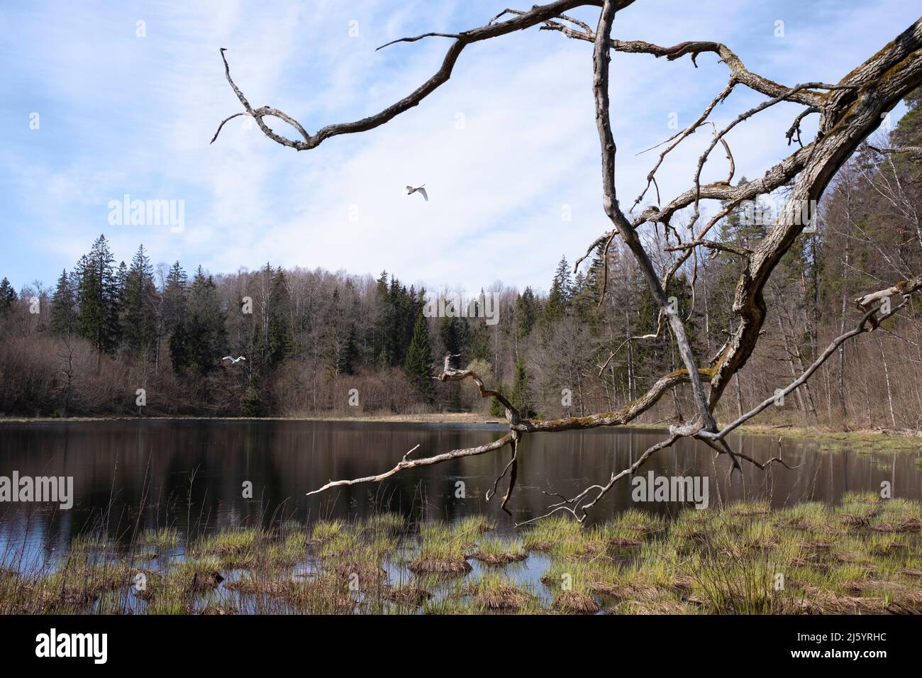 Tranquillo scenario di un vecchio ramo di querce al lago di Mācītājmuižas nel Parco Naturale Talsu collinette nel nord di Kurzeme, Lettonia Foto Stock
