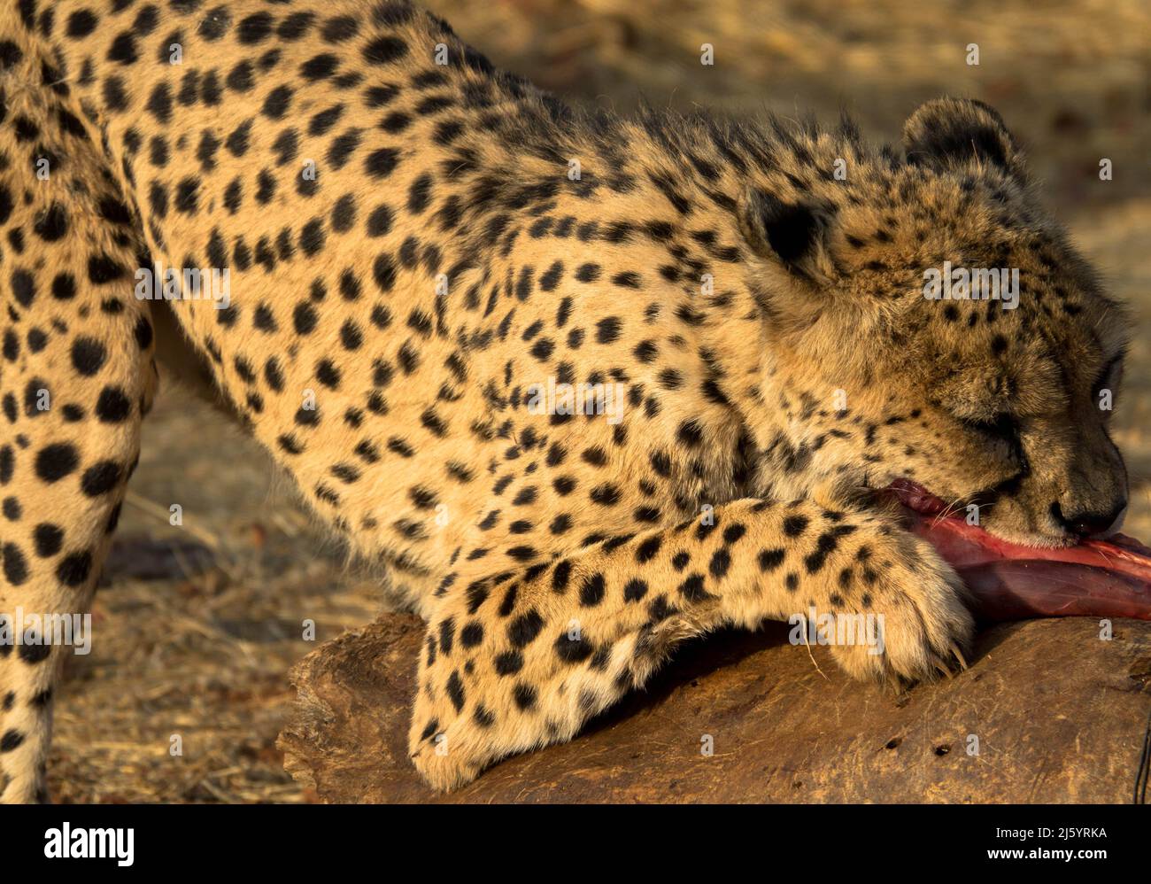 Il ghepardo nell'habitat naturale sta mangiando una preda. Visto da game drive in Sud africa. Primo piano Foto Stock