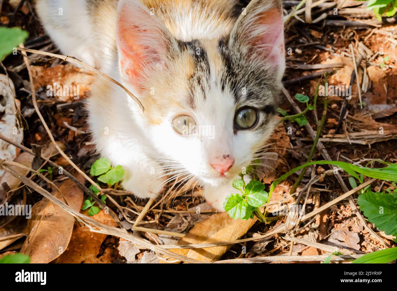 Un gattino con due occhi di colore diverso si trova sulla parte superiore delle foglie secche sul terreno da dove guarda in su. Foto Stock