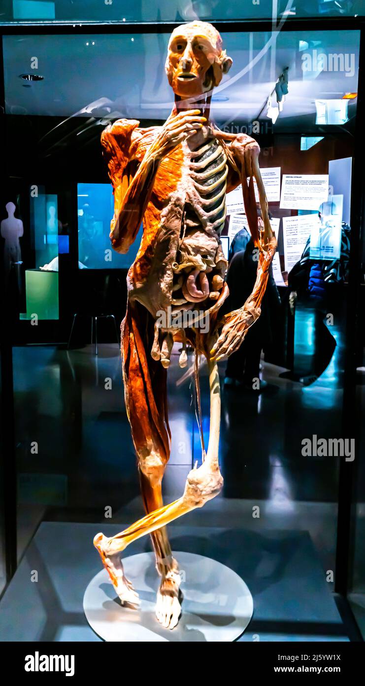 El Fumidor. Scheletro di un fumatore, plastinizzazione completa del corpo, sistema muscolare con organi interni. Parco della Scienza, Granada Foto Stock