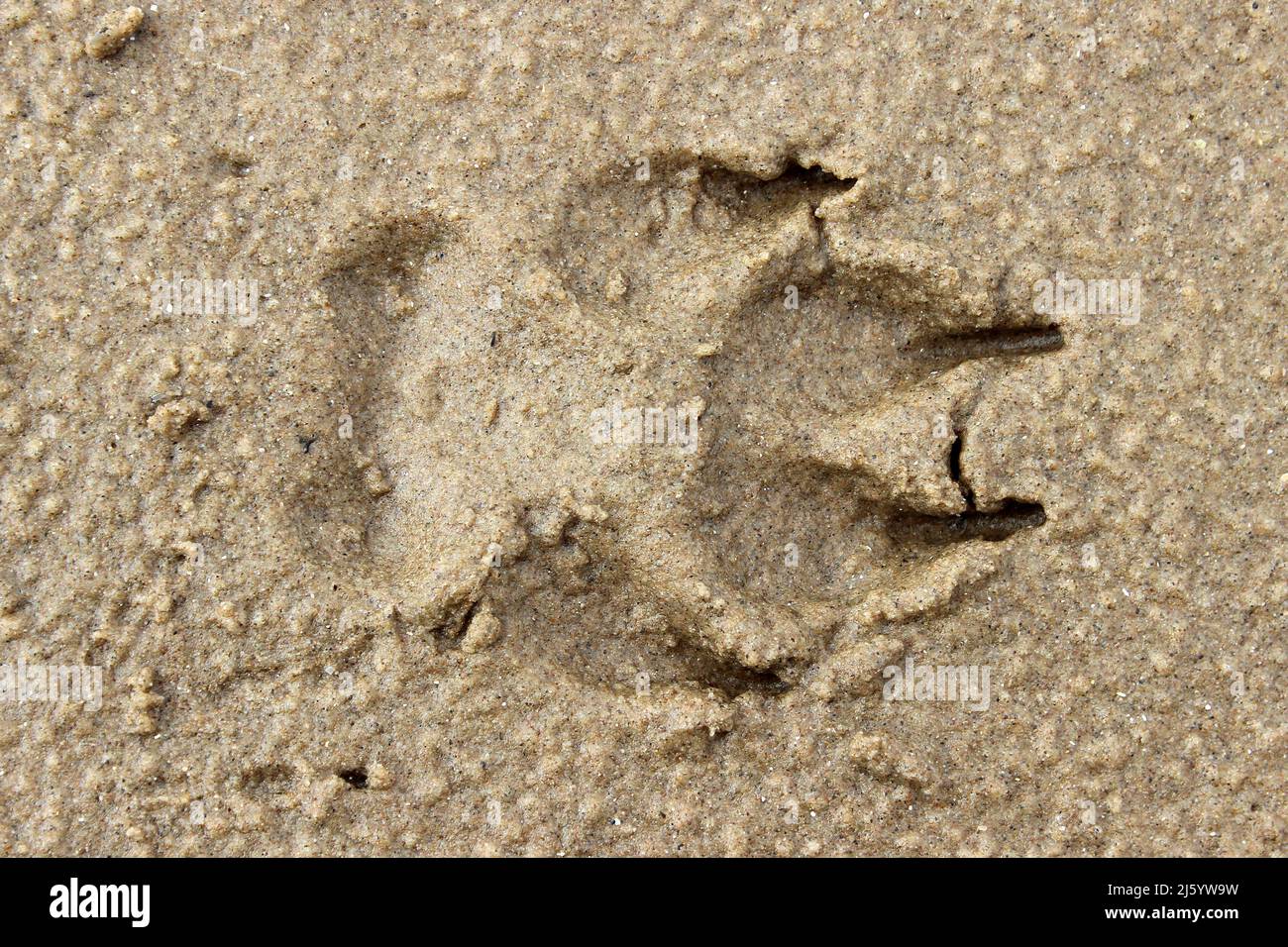 Footprint del cane in sabbia bagnata Foto Stock