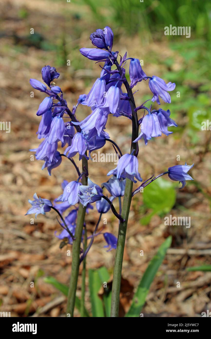 Spanish Bluebell Hyacinthoides hispanica Foto Stock