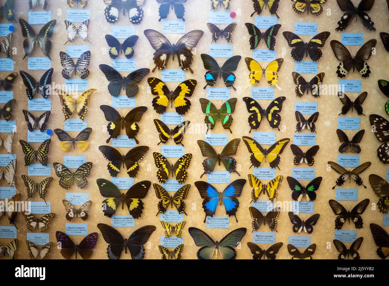 Stand con animali ripieni di diversi tipi di farfalle multicolore Foto Stock