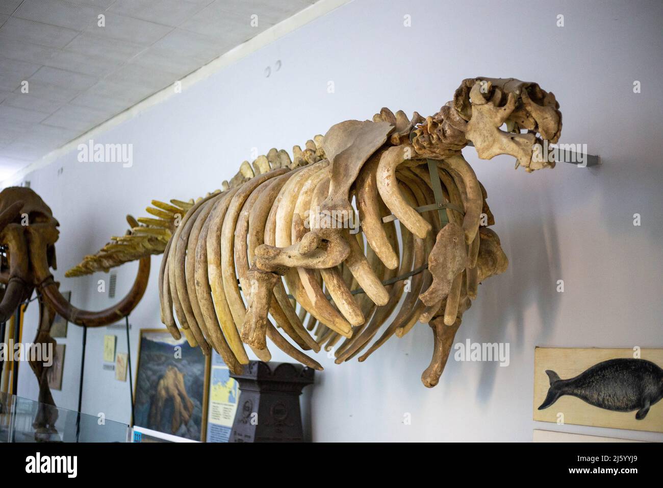 Scheletro di un'antica balena nel museo Foto Stock