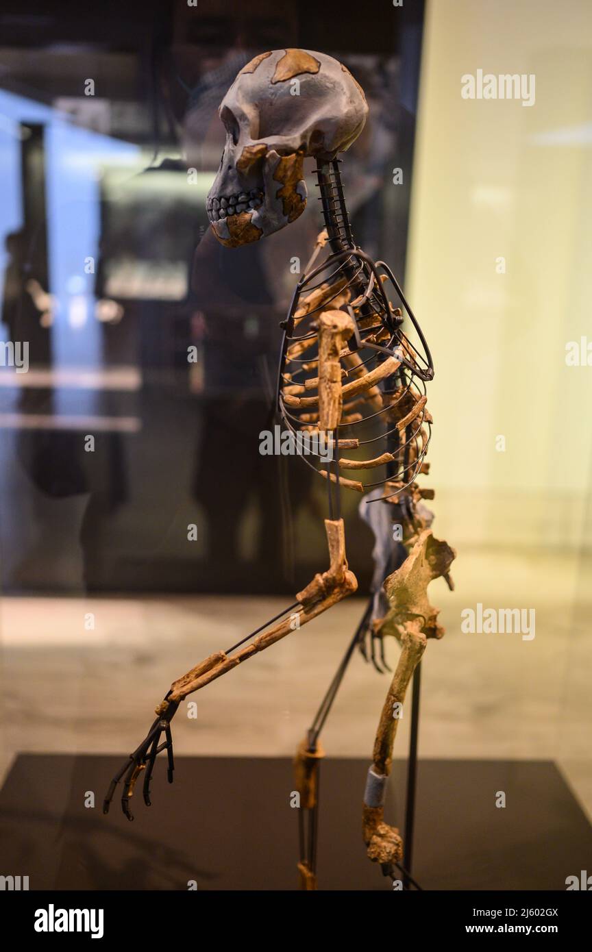 Australophitecus afarensis. Africa orientale. Il Museo Archeologico Nazionale (MAN), che ospita uno dei più importanti collec antichi del mondo Foto Stock