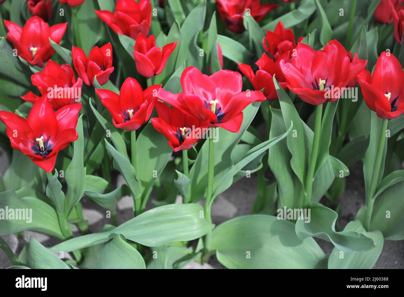 Tulipani rossi Triumph (Tulipa) invito fiorire in un giardino nel mese di marzo Foto Stock