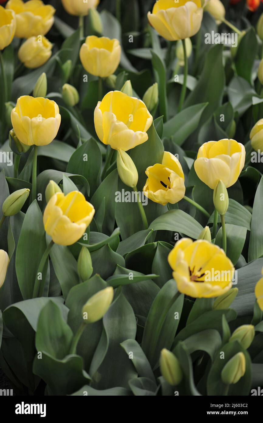 Giallo Darwin tulipani ibridi (Tulipa) Floradale avorio fiorire in un giardino nel mese di marzo Foto Stock