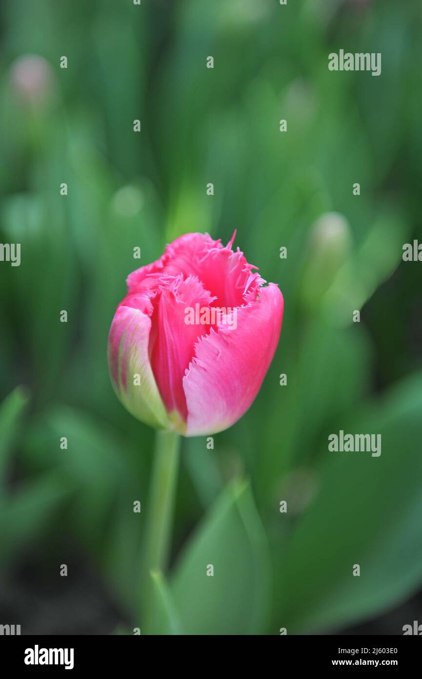 Tulipano con frange rosa (Tulipa) gioia delle fioriture primaverili in un giardino nel mese di marzo Foto Stock